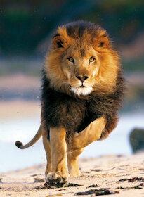 Běžící lev