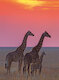 Rodina žiraf masajských při západu slunce