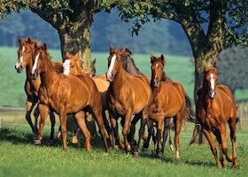 Američtí honáčtí koně — quarteři