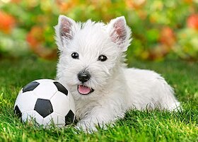Bílý teriér s fotbalovým míčem