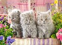 Tři šedá koťátka