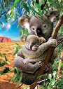 Koala s mládětem