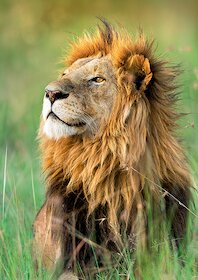 Lev, Keňa