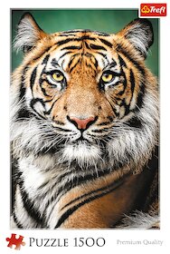 Portrét tygra