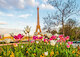 Tulipány u Eiffelovy věže