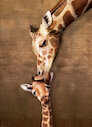 Pusa od žirafí maminky