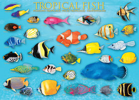 Tropické ryby