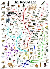 Evoluce — strom života