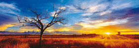 Pouštní dub při západu slunce — Severní teritorium, Austrálie