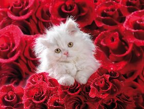 Koťátko v růžích