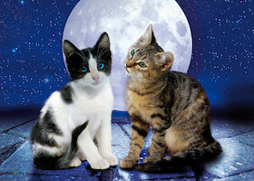 Kočky při svitu luny