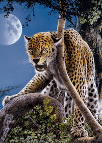 Osamělý gepard