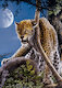 Osamělý gepard