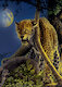 Osamělý gepard
