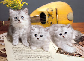 Muzikální koťátka
