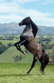 Vzpínající se kůň