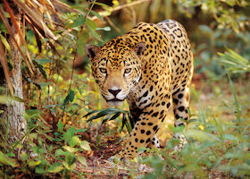 Jaguár