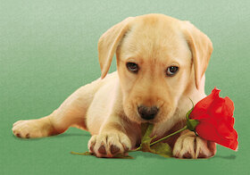 Pes s růží