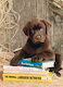 Pes s knihami