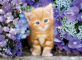 Zrzavé koťátko mezi květinami