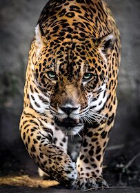 Kráčející jaguár