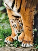 Mládě bengálského tygra mezi nohama své matky