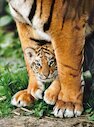 Mládě bengálského tygra mezi nohama své matky