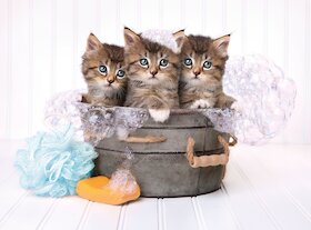 Koťátka a mýdlo