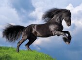 Černý fríský kůň