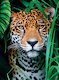 Jaguár v džungli