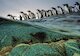 Tučňáci oslí hromadně se vrhající do moře