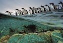 Tučňáci oslí hromadně se vrhající do moře