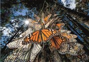 Milióny monarchů stěhovavých putují do zimovišť v Mexiku