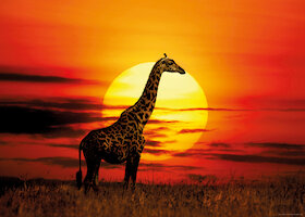Slunečná žirafa