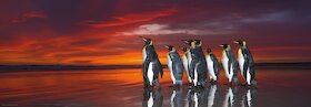 Tučňáci patagonští