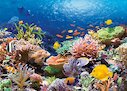 Ryby korálového útesu
