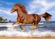 Kůň na pláži