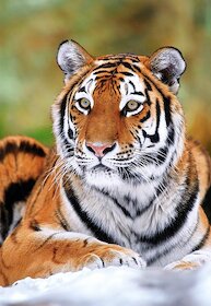 Tygr ussurijský