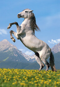 Paso Fino