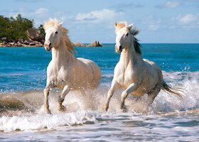 Bílí camargští koně