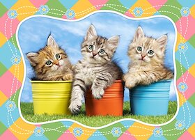 Sibiřská koťata v květináčích