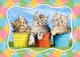 Sibiřská koťata v květináčích
