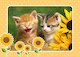 Dvě koťata se slunečnicemi