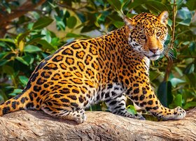 Malý jaguár