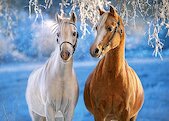 Zimní koně