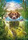 Plavající pes