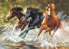 Koně ve vodě
