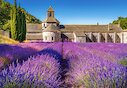 Levandulové pole v Provence, Francie