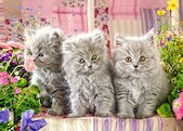 Tři šedá koťátka