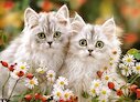 Koťata perské kočky